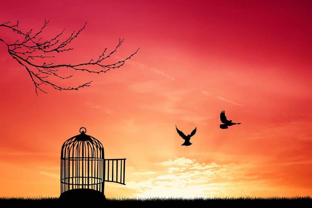 Vögel fliegen aus einem Käfig hinaus in die Freiheit