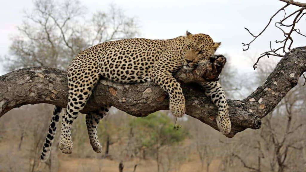 Leopard schläft auf einem Baum