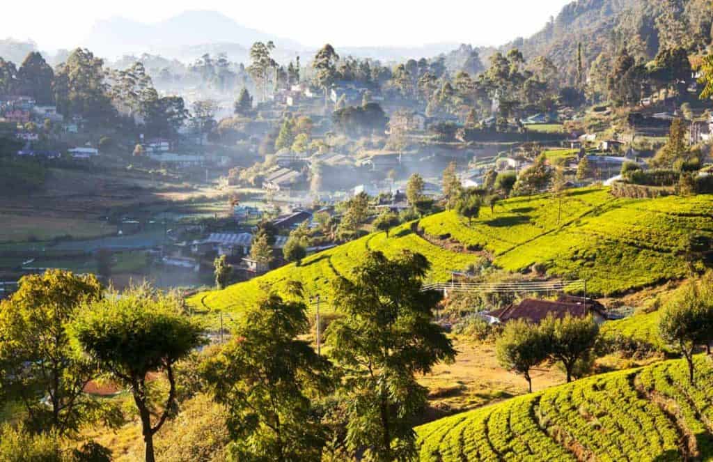 Ein Hang mit Teefeldern in Sri Lanka