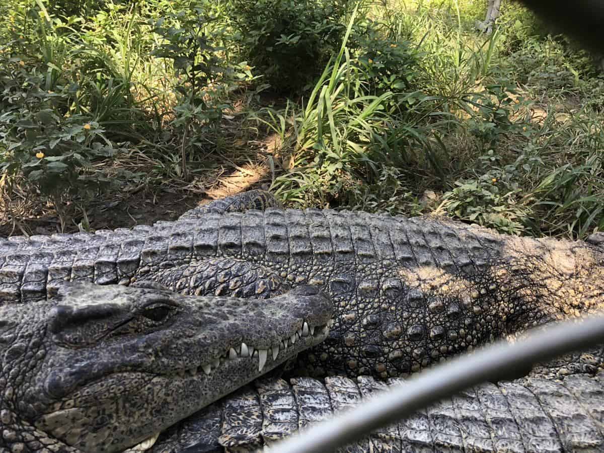 Krokodile in einer Krokodilfarm in Kuba