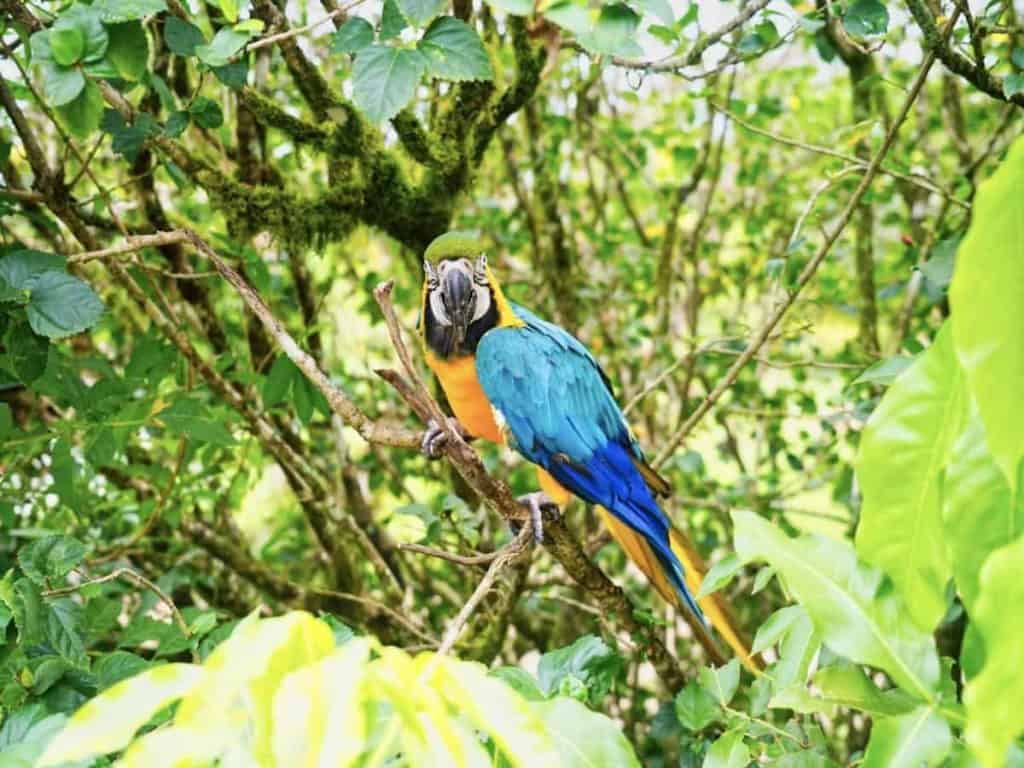Ein blinder blauer Ara sitzt in einem Strauch im Bird Rescue Center