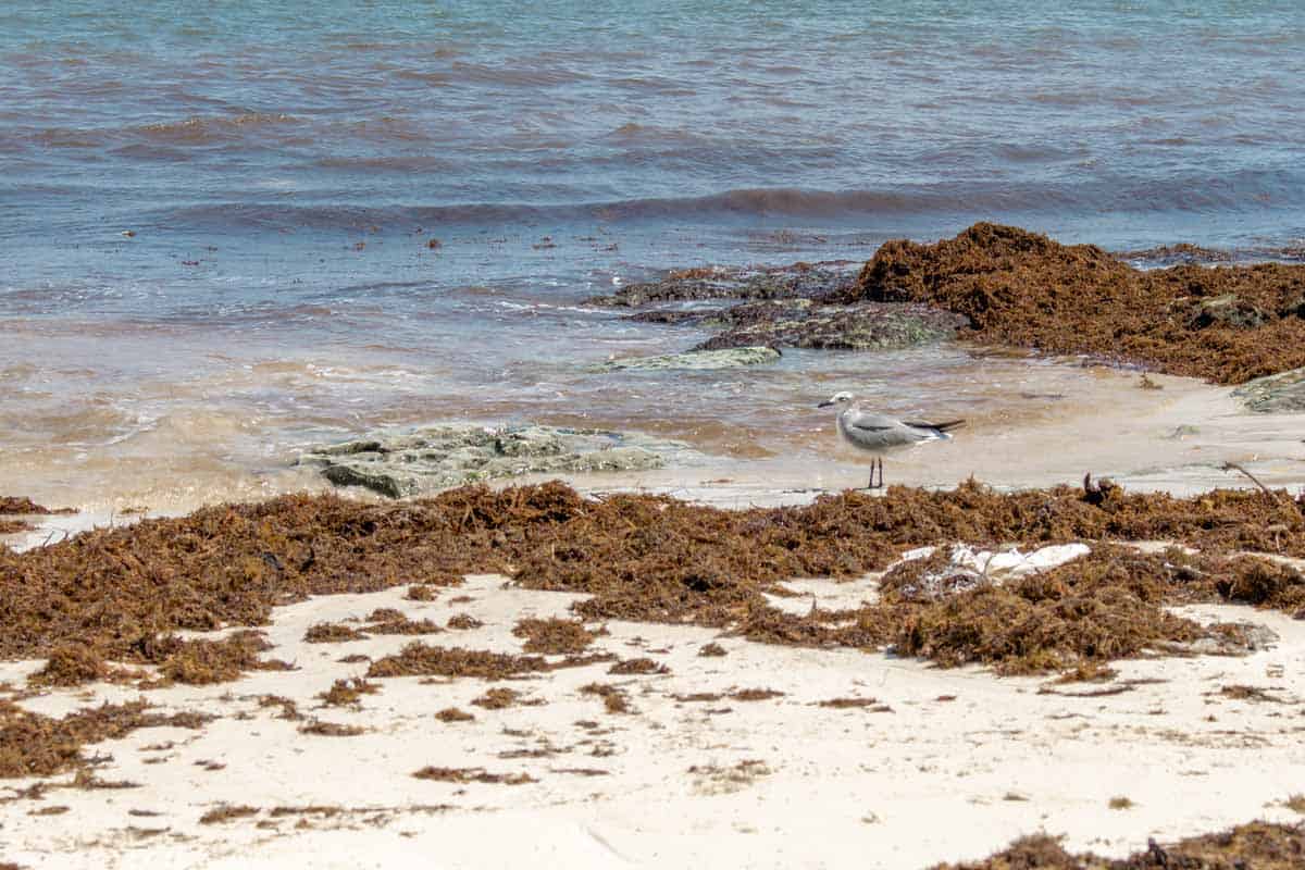 Braunalgen werden vom Meer an den Strand geschwemmt