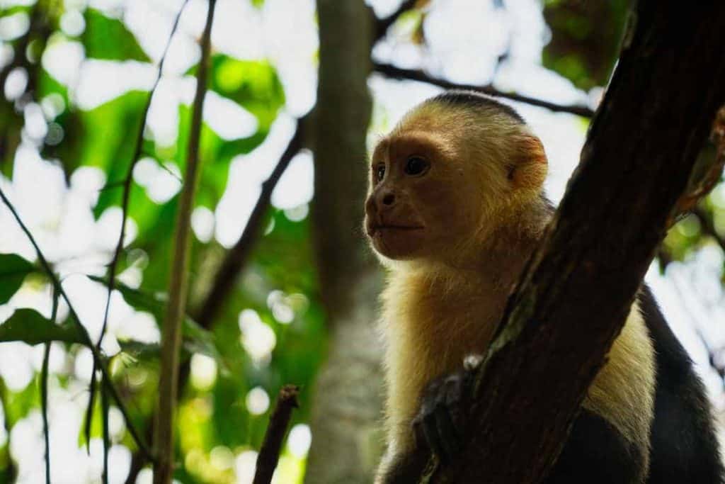 Ein Affe im Regenwald von Costa Rica