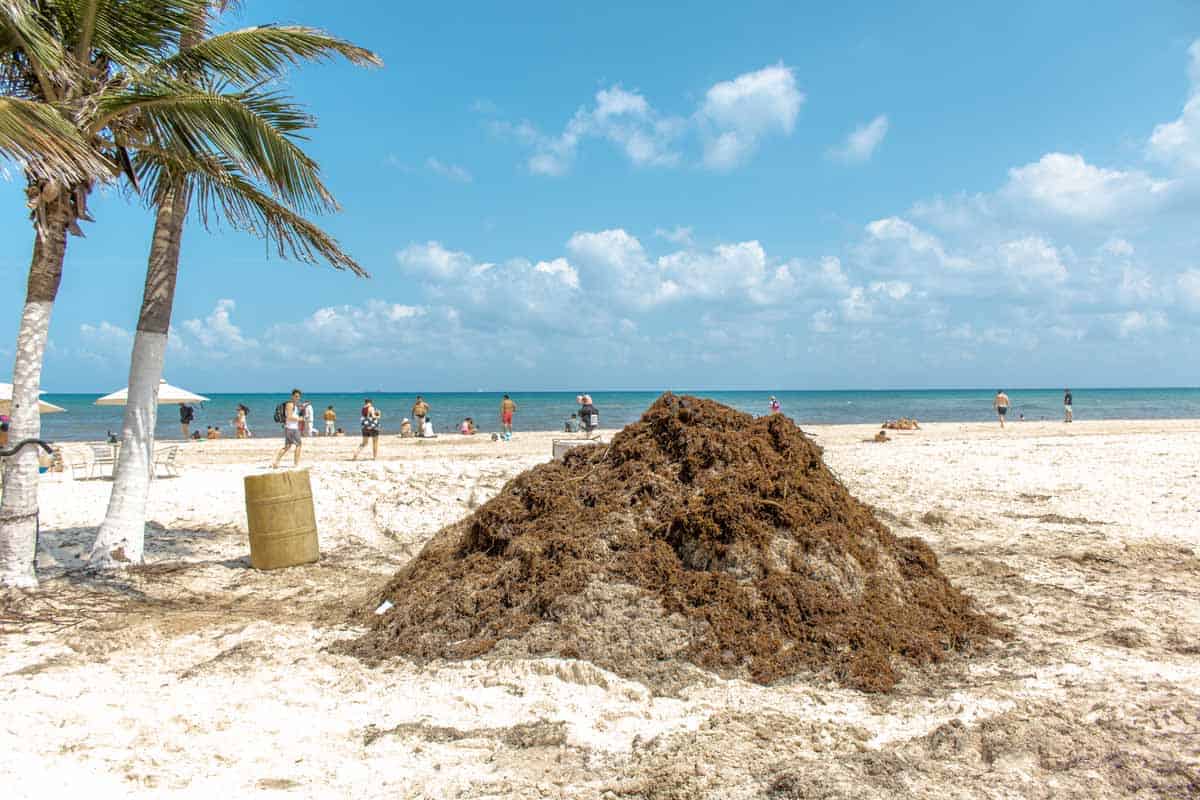 Ein Haufen mit Braunalgen am Strand von Mexiko