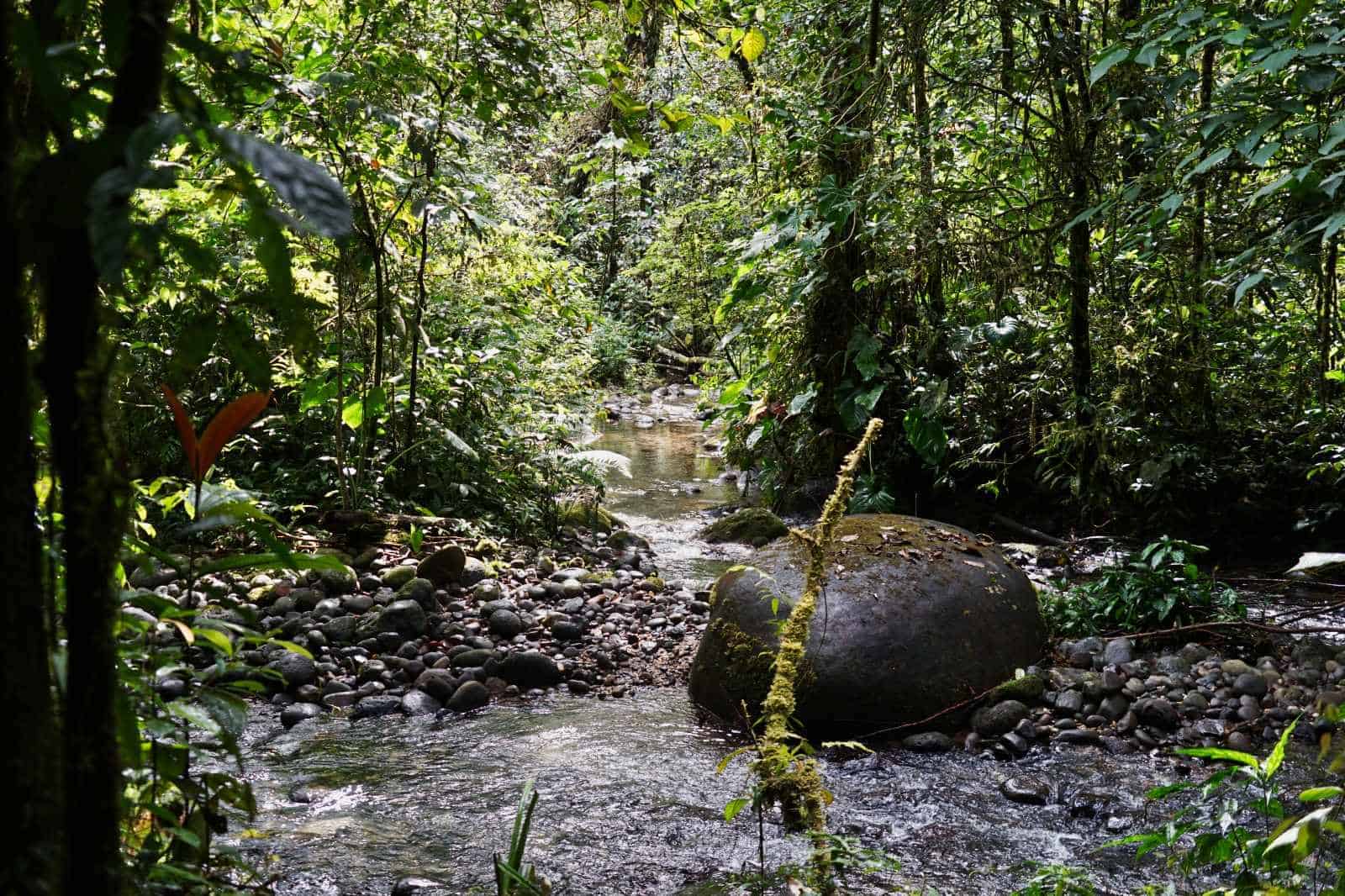 Ein Fluss schlängelt sich durch das dichte Grün des Regenwalds von Ecuador
