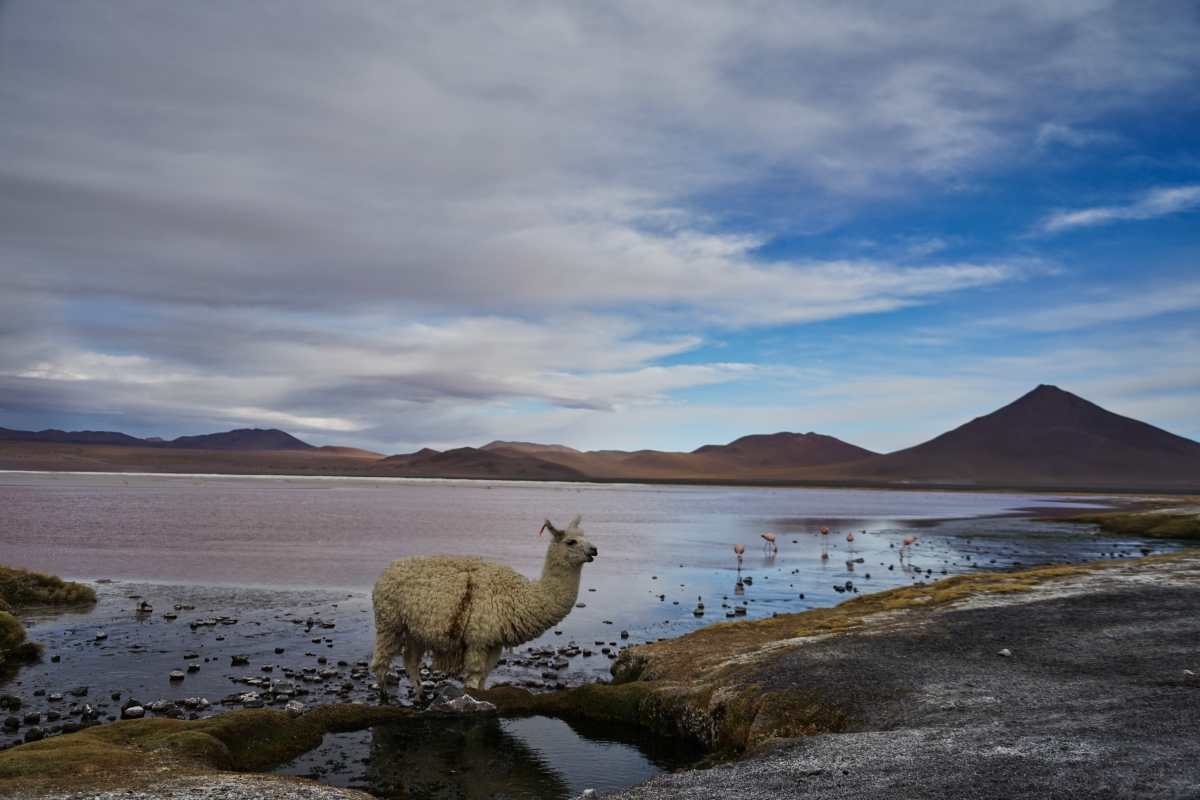Lama steht am Ufer des Sees Laguna Colorada in Bolivien