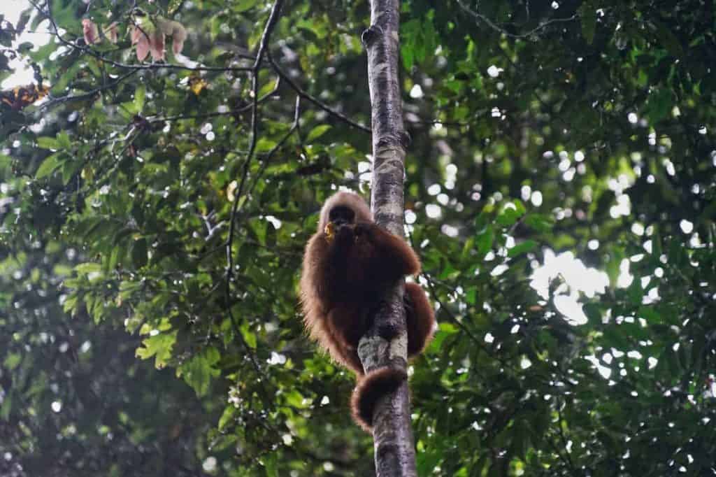 Ein Affe sitzt auf einem Baum auf der Affeninsel nahe des Tambopata Nationalpark in Peru