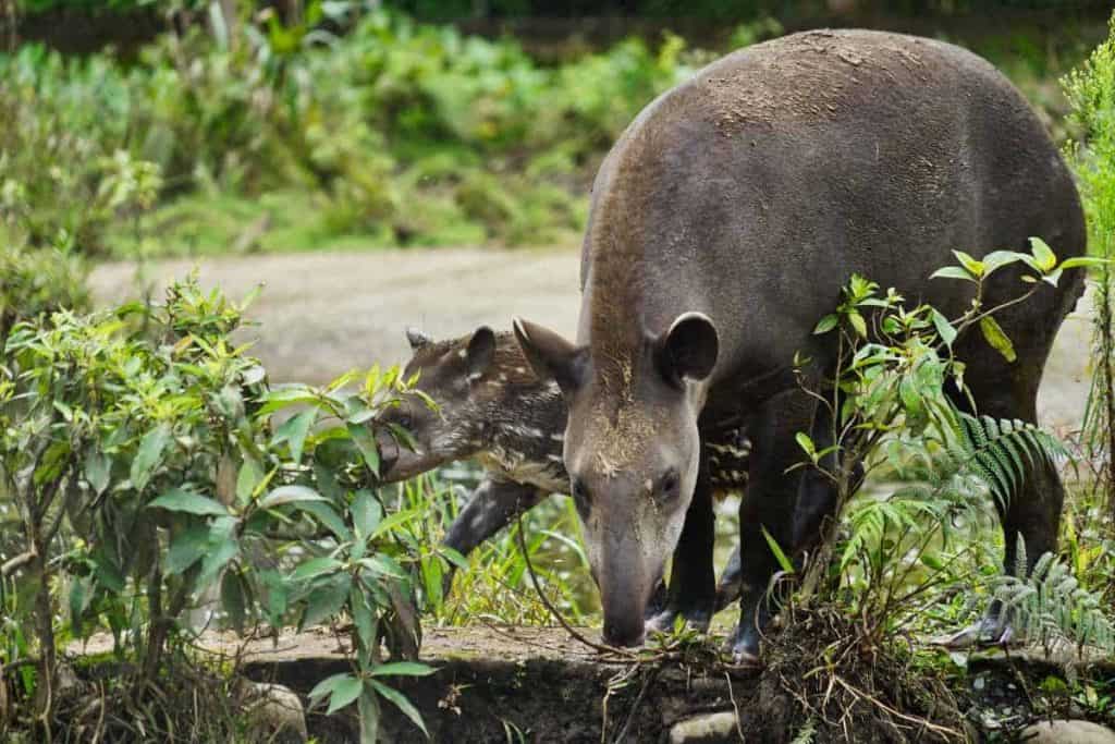 Tapir mit Jungtier an einem Wasserloch im Regenwald von Ecuador