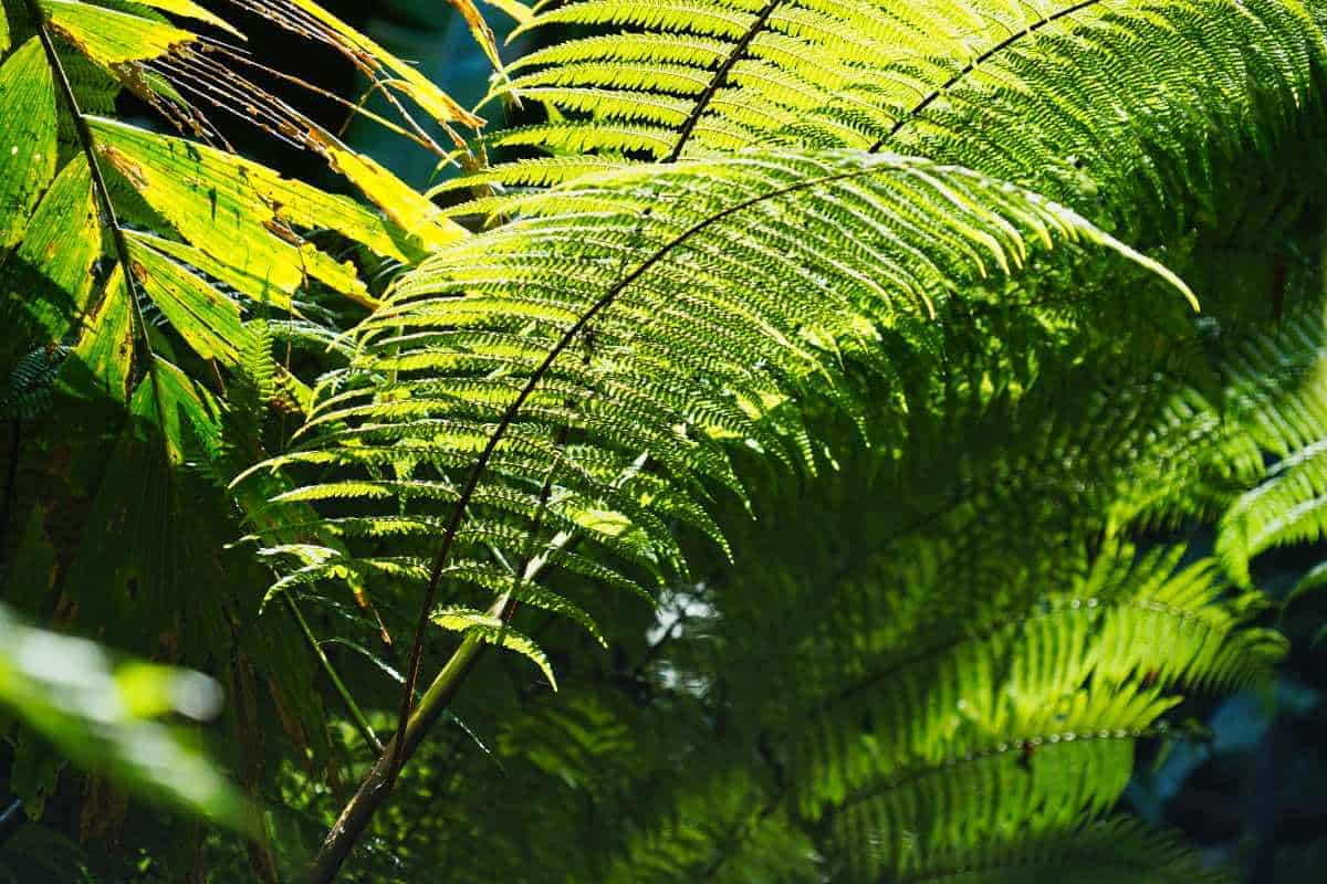 Farn im Regenwald von Ecuador bei Puyo leuchtet im Sonnenschein grün