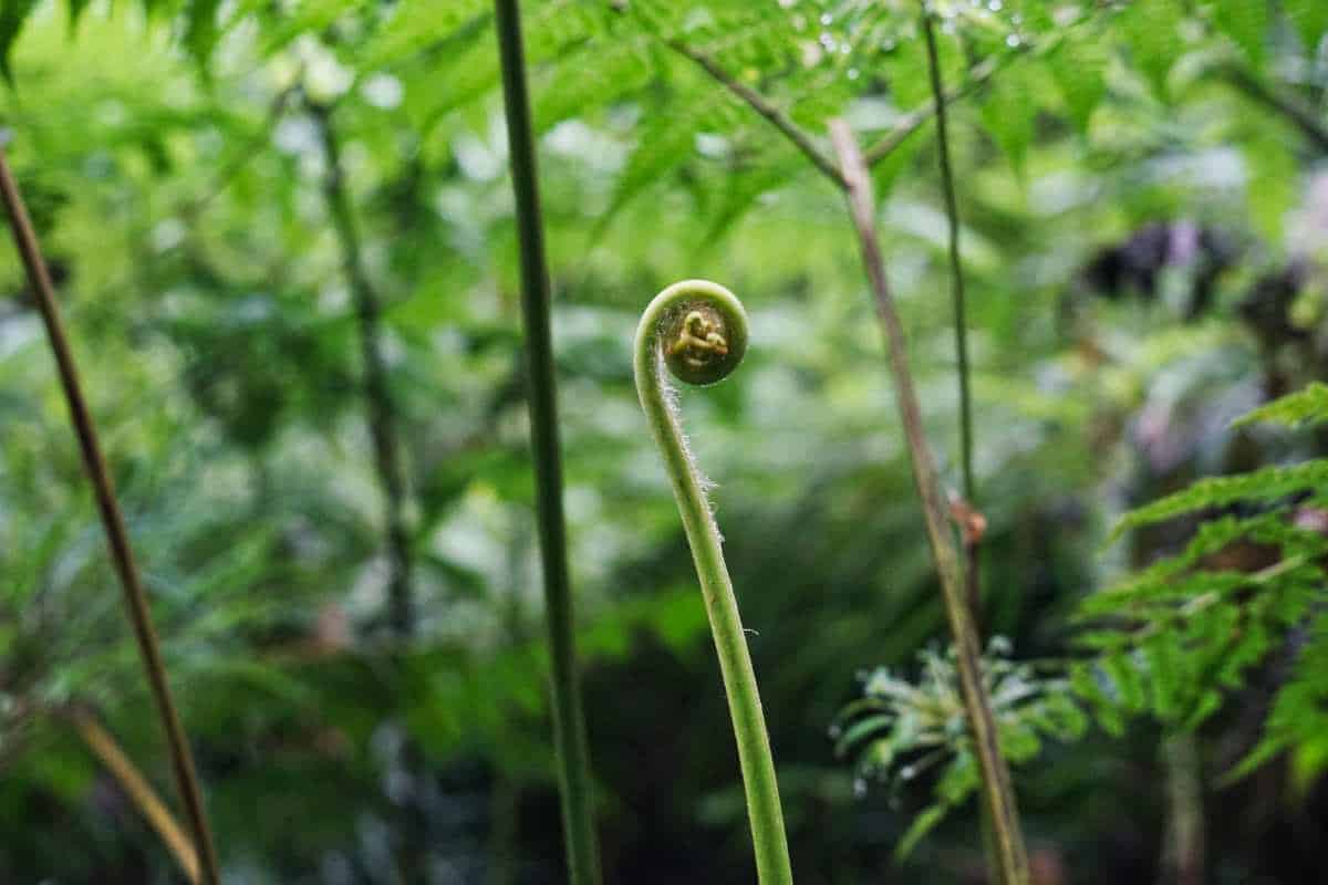 Ein junges Blatt ist noch eingerollt im Regenwald