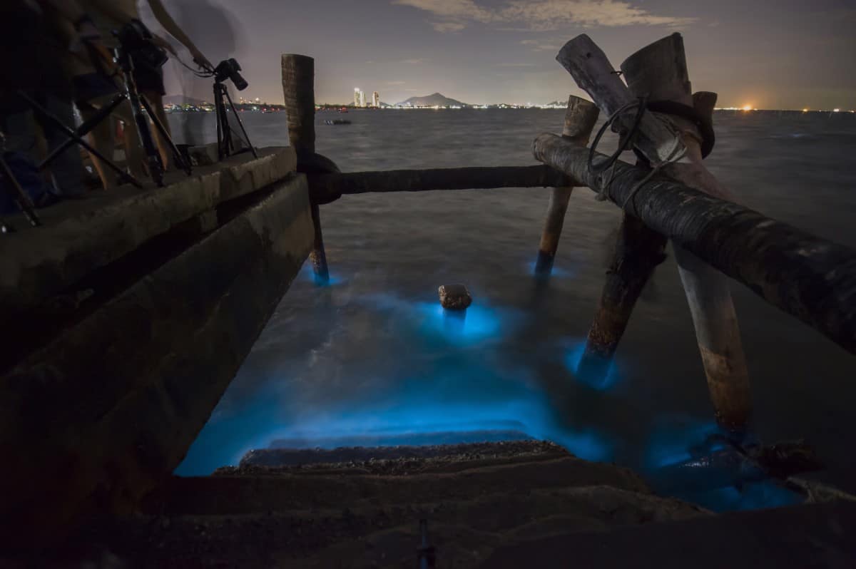 An einem Pier leuchtet das Meer durch die Biolumineszenz der  Dinoflagellaten blau
