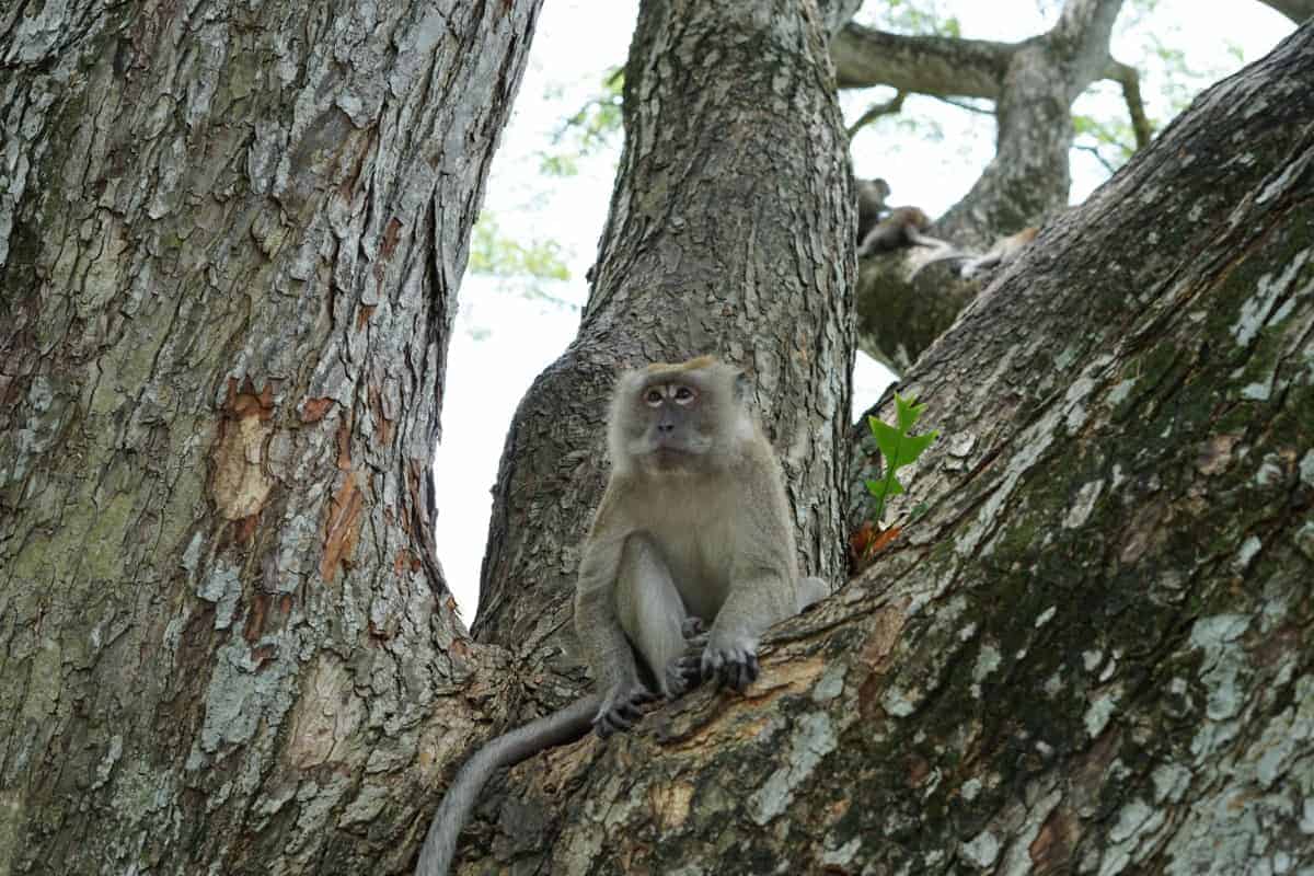 Long-tailed macaque sitting on a tree