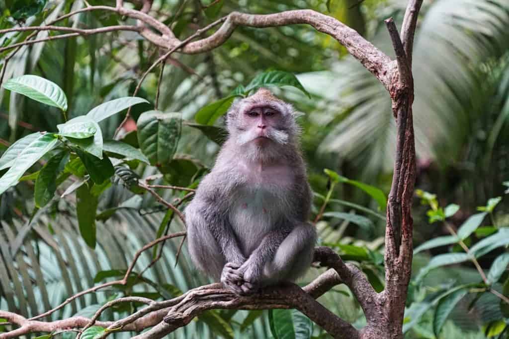 Ein Affe im Affenwald von Ubud