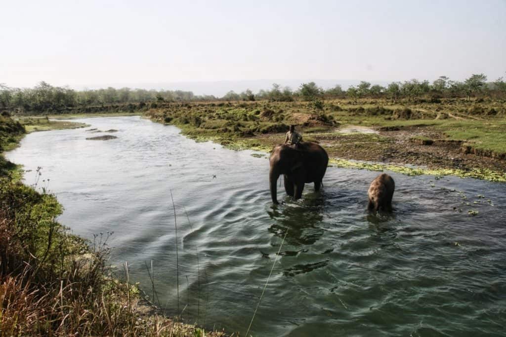 Elefanten baden in einem Fluss