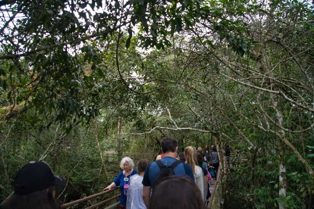 Dschungel im Iguazú-Nationalpark